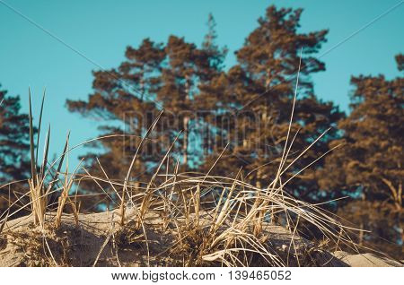 Dune at the Baltic Sea coast. Summer or autumn sand beach. Nature background image. Vacantion concept. Forest pine grass and sand. Color blue cyan and orange effect.