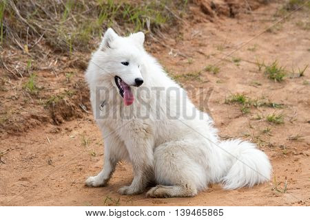 White dog sitting on the ground with his tongue hanging out