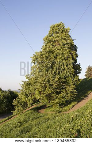 Lone tree with a dense crown in summer