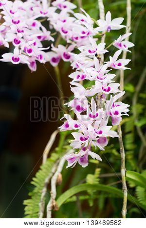 Beautiful Wild Flower Orchid,flower Orchid Scientific Name Is Dendrobium Anosmum
