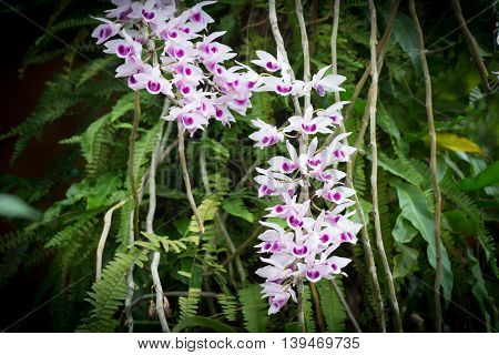 Beautiful Wild Flower Orchid,flower Orchid Scientific Name Is Dendrobium Anosmum