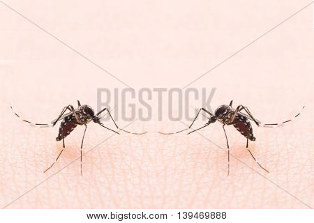 Aedes Aegypti Mosquito. Close Up A Mosquito Sucking Human Blood,mosquito Vector-borne Diseases,chiku