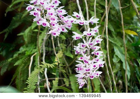 Beautiful Wild Flower Orchid,flower Orchid Scientific Name Is Dendrobium Anosmum