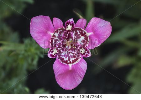 Blooming pink flower with three petals. Close up photography.