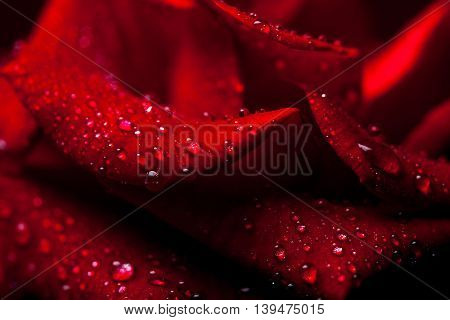 Fresh red rose flower with soft petals on drak background closeup