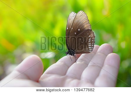 Brown Butterfly on hand in nature background The Long-branded Blue Crow butterfly (Euploea algae)