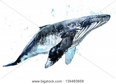 Whale. Humpback whale watercolor illustration. Underwater fauna