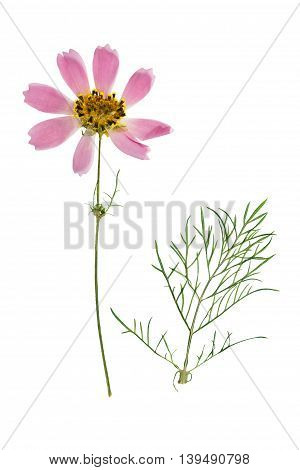 Pressed and dried flowers coreopsis with green leaves. Isolated on white background. For use in scrapbooking floristry (oshibana) or herbarium.