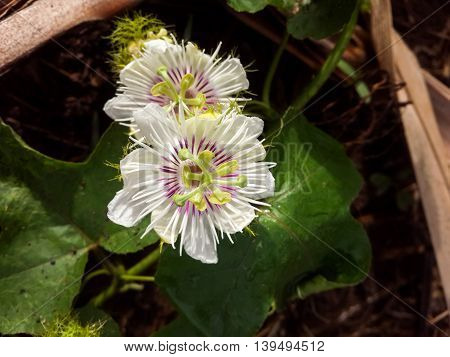 close up Passiflora foetida flower in nature garden