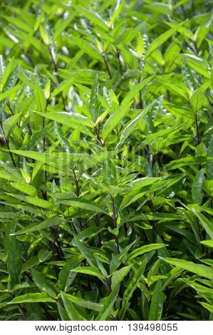 fresh green Barleria lupulina plants in nature garden