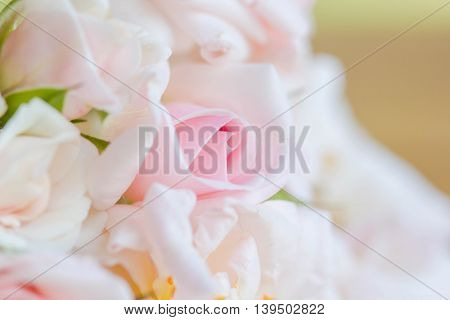 Pink roses mean love is beginning to grow on mind.