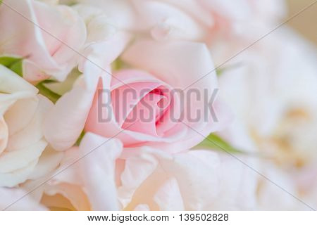 Pink roses mean love is beginning to grow on mind.