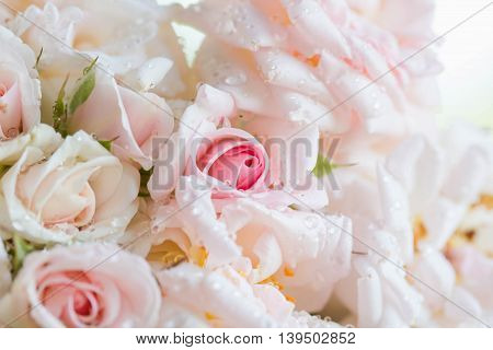 Pink roses mean love is beginning to grow on mind.