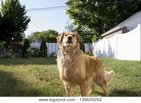 Golden Retriever looking up, centered and close up