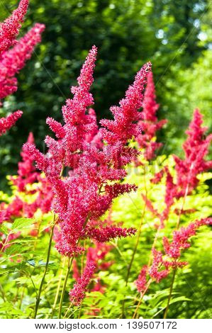 Blossom of red astilbe flowers in flower garden.