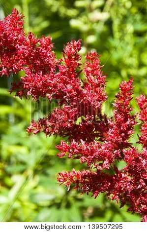 Blossom of red astilbe in the garden. Close up