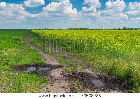 Summer landscape with dirty road on the edge of agricultural field with rape-seed