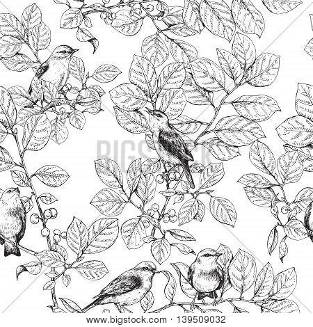 Hand drawn birds sitting on branches with leaves and berries. Black and white image of songbirds. Vector sketch. Monochrome seamless pattern.