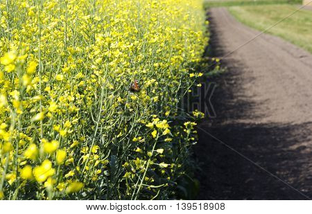 field of yellow blooming canola with butterfly