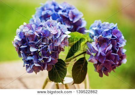 A closeup of some Mophead Hydrangeas (Hydrangea macrophylla) in a vase
