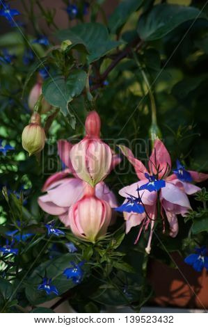 Pink Fuchsia flowers and buds with blue Lobelia in the background