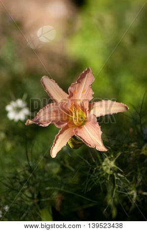 An orange Lily with Nigella seedpods in the background