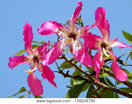 Chorisia speciosa flower in Or Yehuda Israel