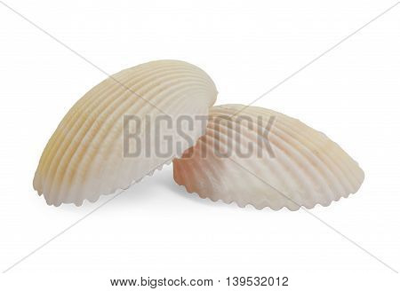 Close Up Of Ocean Shell Isolated