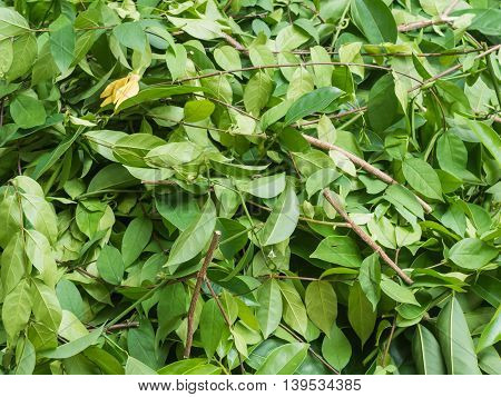A pile of cut branchWrightia religiosa (Apocynaceae) and climbing ylang-ylang