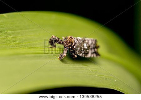 A dark colored planthopper  on the leaf  green  background