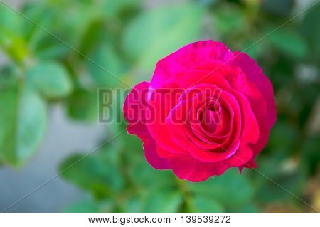 Pink roses close up with green background