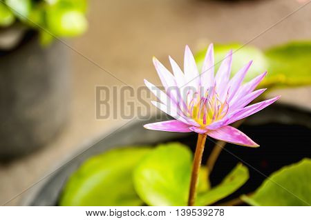 Pink lotus flower in pot in the garden
