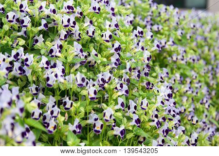 Wishbone flowers or Torenia in the garden and blur background