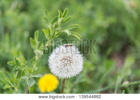 One single bee on a dandelion outdoor