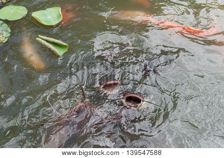 Feeding Koi Fish And Catfish At Pond In The Garden