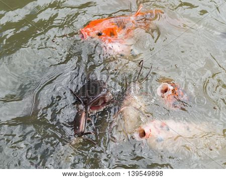 Feeding Koi Fish And Catfish At Pond In The Garden