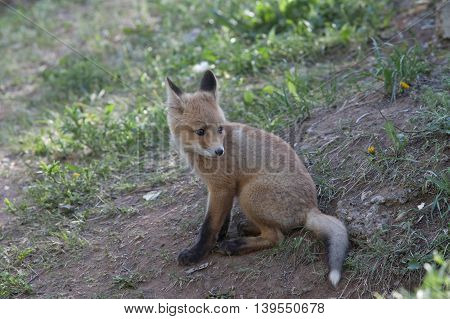 little furry red Fox walks through the woods and basking under the rays of the gentle sun