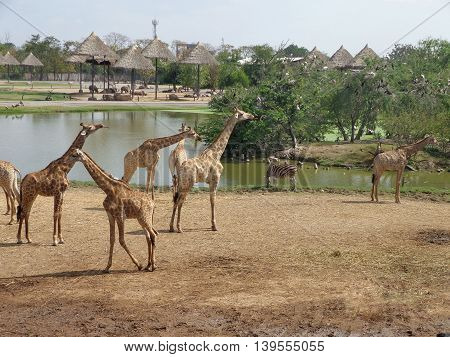 This Beautiful landscape from safari park bangkok Thailand