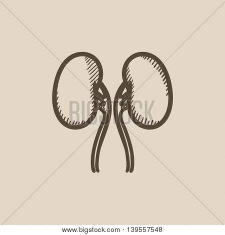 Kidney vector sketch icon isolated on background. Hand drawn Kidney icon. Kidney sketch icon for infographic, website or app.
