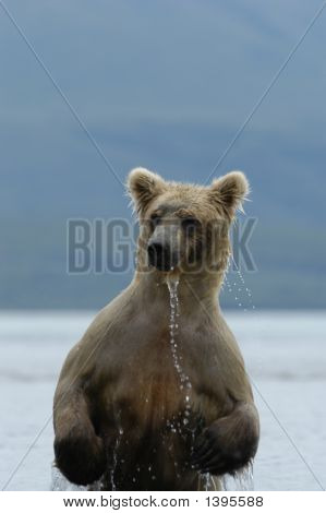 Medvěd hnědý zvedající Naknek jezero