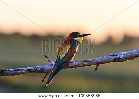 Vivid bird in the rays of the sunset, Silhouette , bee eaters, european bee eaters, bird on branch,