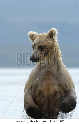 Medvěd hnědý zvedající Naknek jezero