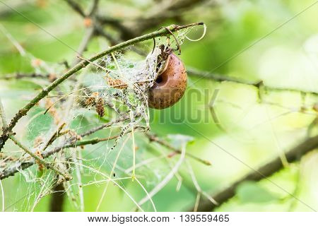 Forest pests. Branch of a tree in the web pest larva close-up. The leaves are eaten by a caterpillar. Selective focus shallow depth of field