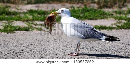 A seagull carrying a Flounder getting ready for lunch