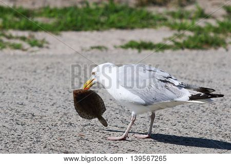 A seagull eating a Flounder on the side of the road
