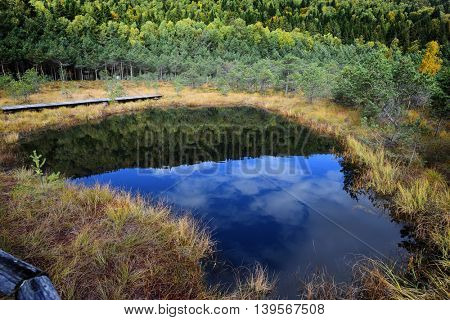 image from Tinovul Mohos - a volcano, botanical reservation with various rare plants next to Sf. Ana Lake, Romania