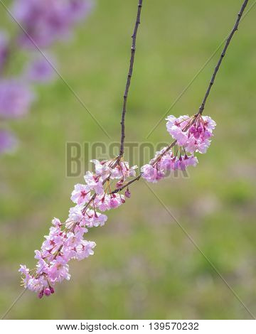 Weeping Pink Cherry blossoms with nature blackground at Kitakata Fukushima