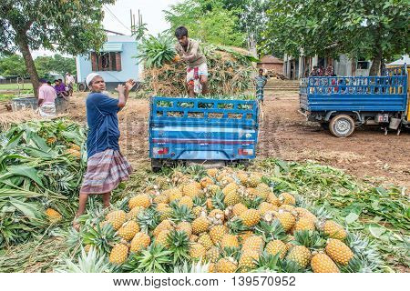 Pineapple Seller