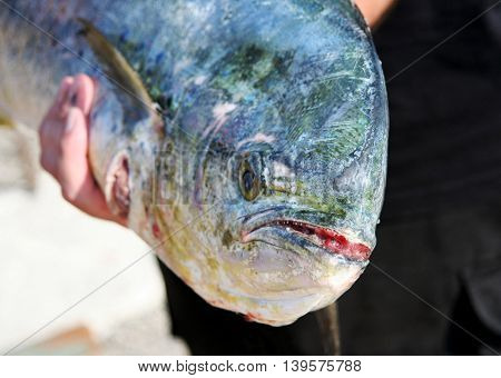 I don't think this Tuna was happy he was cought