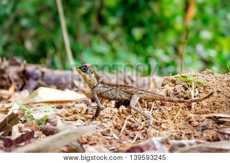 Brown Thai lizard catch in rain forest Khao Sok National Park Thailand. Selective Focus on lizard.
